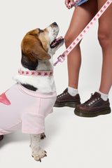 Daylily Pet Collar