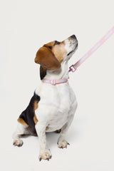 Edikted Pet Leash